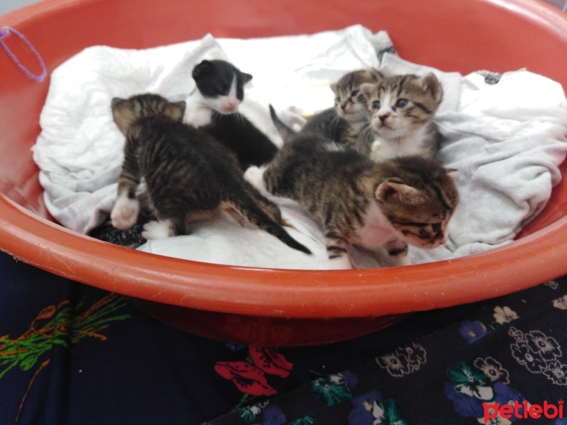 Tekir Kedi, Kedi  Yavrularımıza yuva arıyoruz fotoğrafı