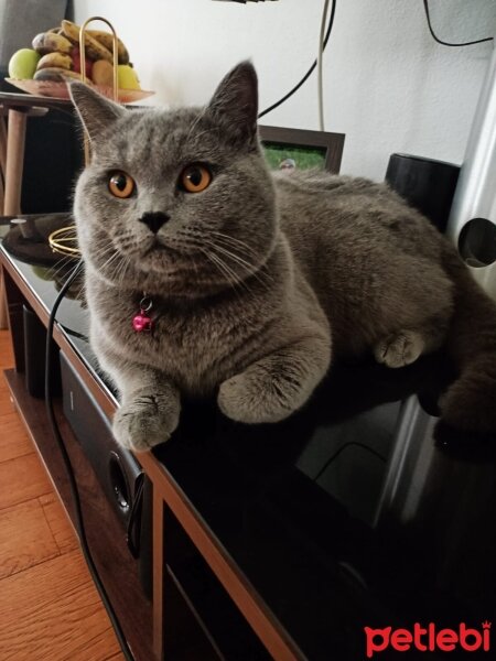 British Shorthair, Kedi  duman fotoğrafı