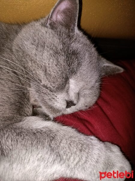 British Shorthair, Kedi  duman fotoğrafı