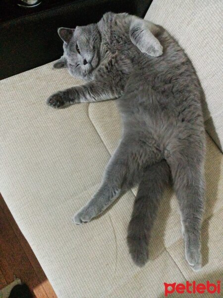 British Shorthair, Kedi  duman fotoğrafı