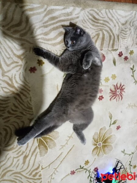 British Shorthair, Kedi  duman fotoğrafı