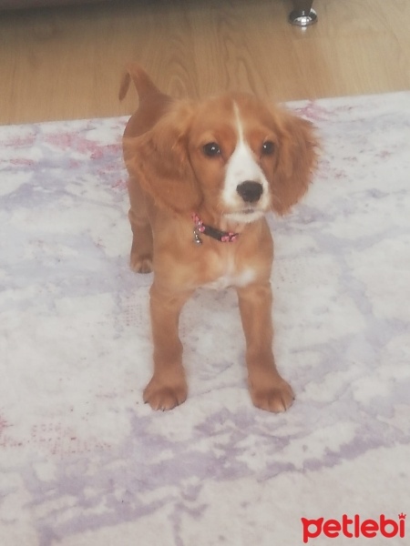 Amerikan Cocker Spaniel, Köpek  tarçın fotoğrafı