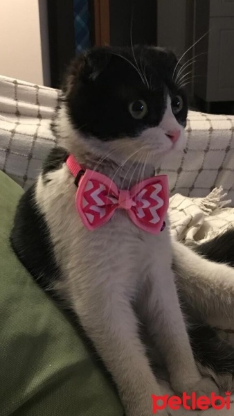 Scottish Fold, Kedi  Zeytin fotoğrafı