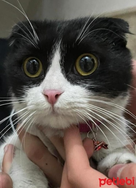 Scottish Fold, Kedi  Zeytin fotoğrafı
