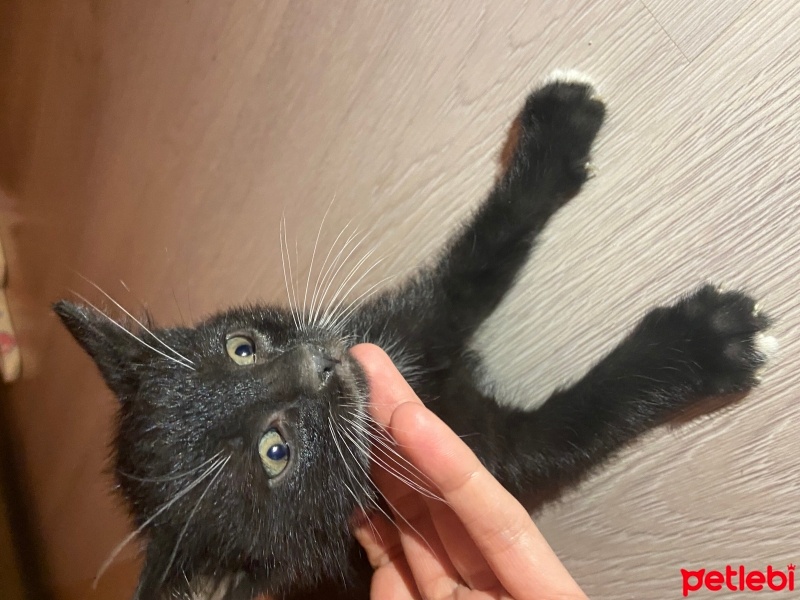 Tekir Kedi, Kedi  Kömür fotoğrafı