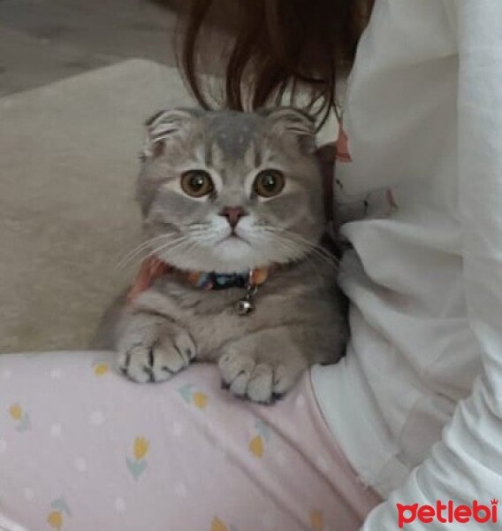 Scottish Fold, Kedi  Mars fotoğrafı