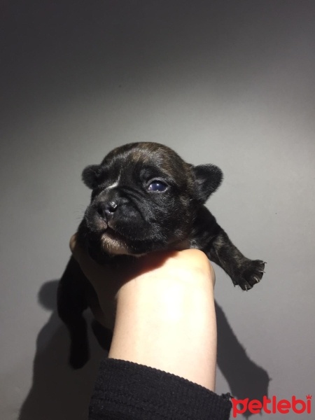 Fransız Bulldog, Köpek  french bulldog fotoğrafı