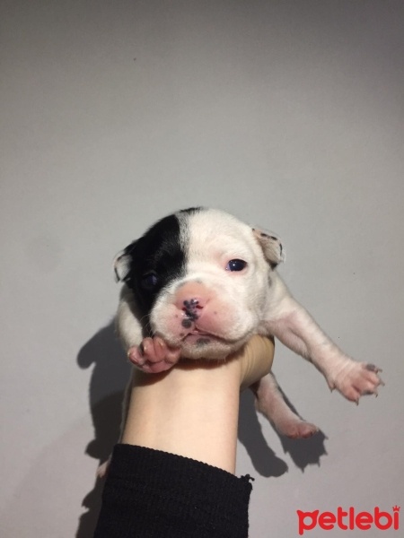 Fransız Bulldog, Köpek  french bulldog fotoğrafı