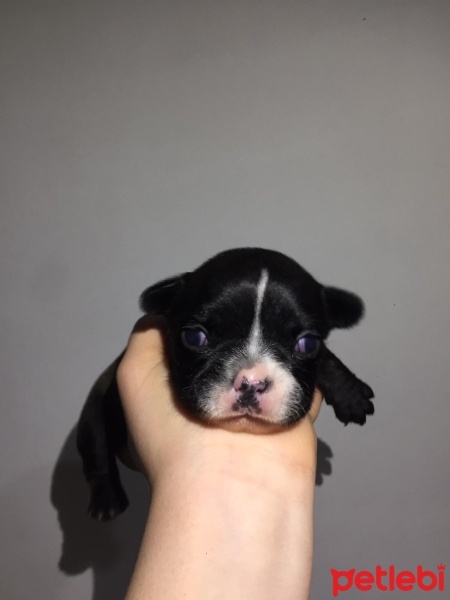 Fransız Bulldog, Köpek  french bulldog fotoğrafı