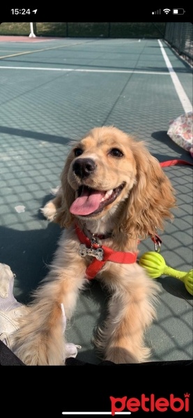 İngiliz Cocker Spaniel, Köpek  WAFFLE fotoğrafı