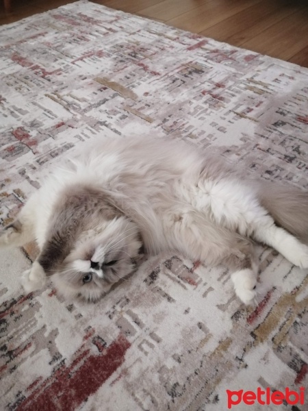 Scottish Fold, Kedi  Boncuk fotoğrafı
