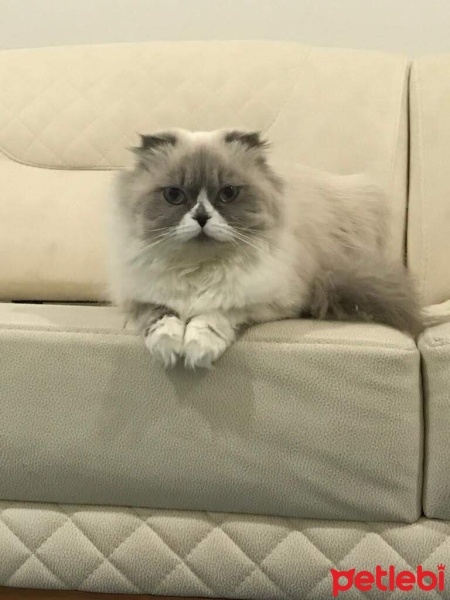 Scottish Fold, Kedi  Boncuk fotoğrafı