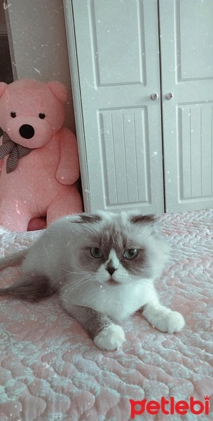 Scottish Fold, Kedi  Boncuk fotoğrafı