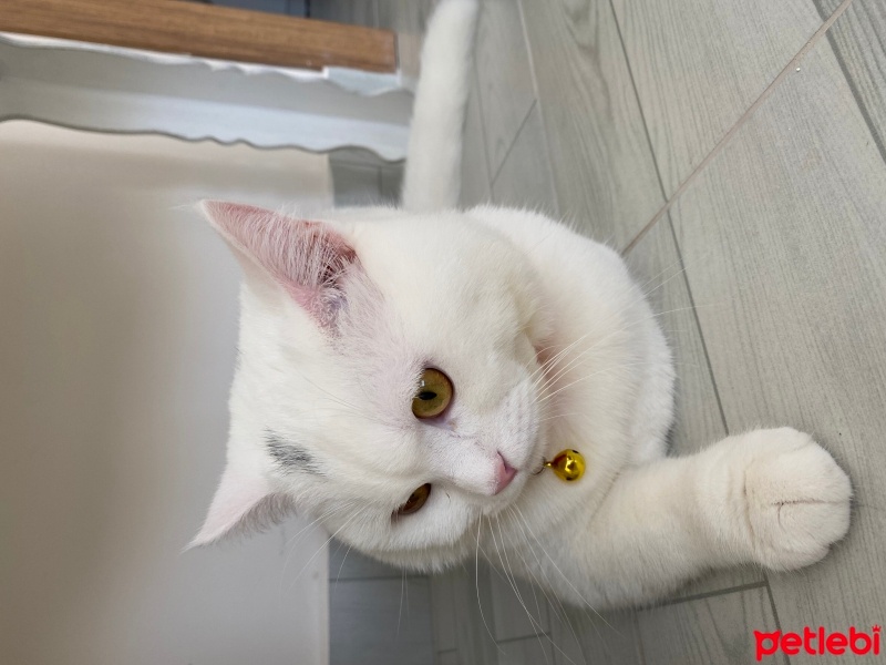 British Shorthair, Kedi  Bulut fotoğrafı