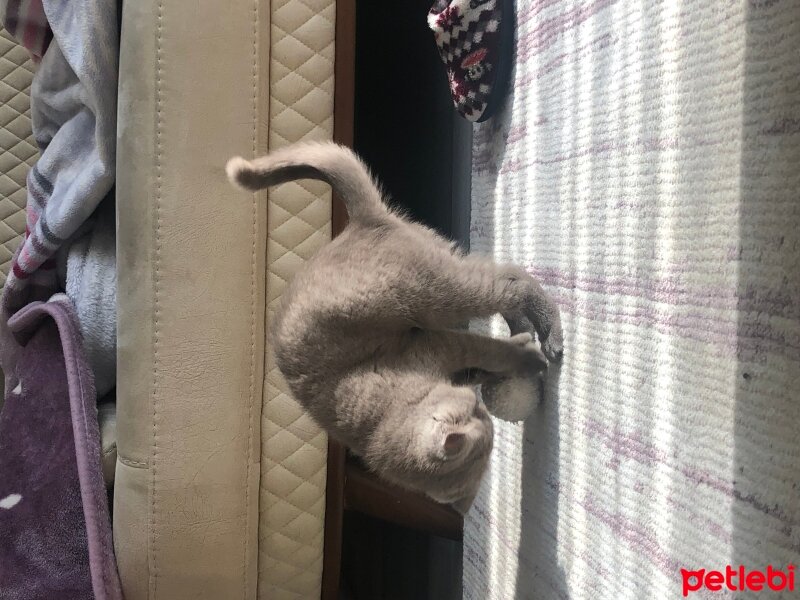 Scottish Fold, Kedi  Alex fotoğrafı