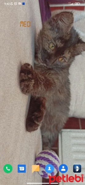 Tekir Kedi, Kedi  Kömür fotoğrafı