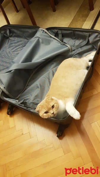 Scottish Fold, Kedi  leo fotoğrafı