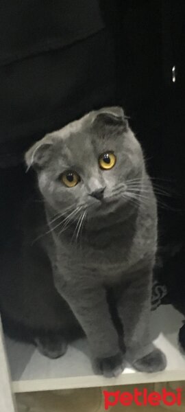 Scottish Fold, Kedi  BAL fotoğrafı