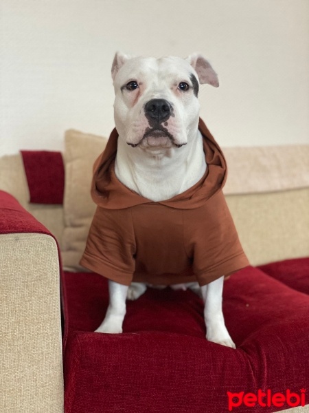 Amerikan Staffordshire Terrier, Köpek  Peggy fotoğrafı