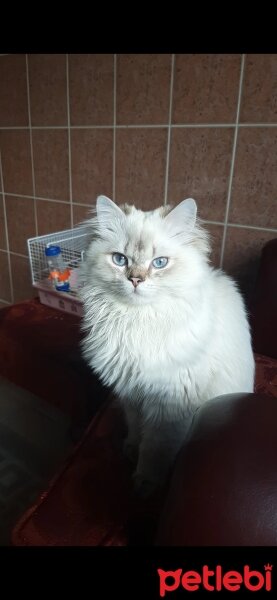 British Longhair, Kedi  Atlas fotoğrafı