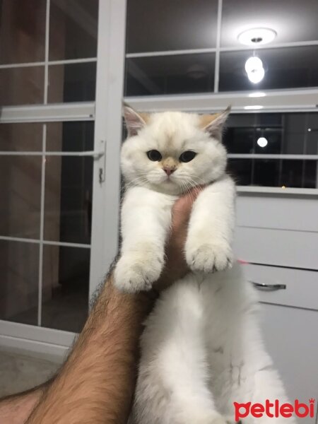 Scottish Fold, Kedi  Ash fotoğrafı