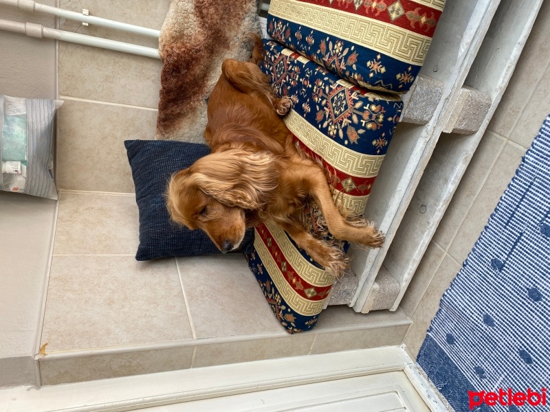 Amerikan Cocker Spaniel, Köpek  Oscar fotoğrafı