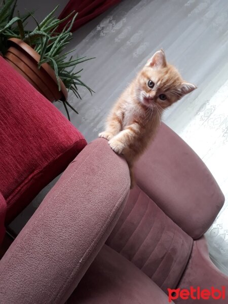 British Shorthair, Kedi  Güneş fotoğrafı