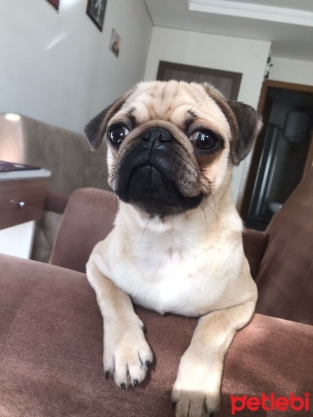Pug, Köpek  Pala fotoğrafı