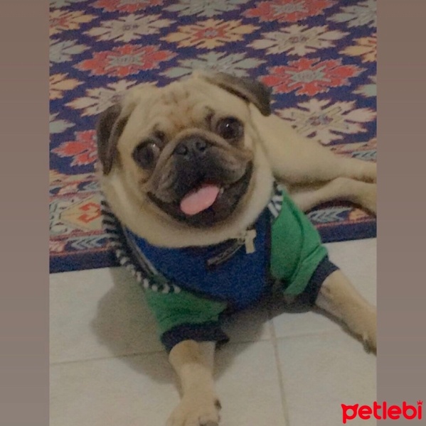 Pug, Köpek  Pala fotoğrafı