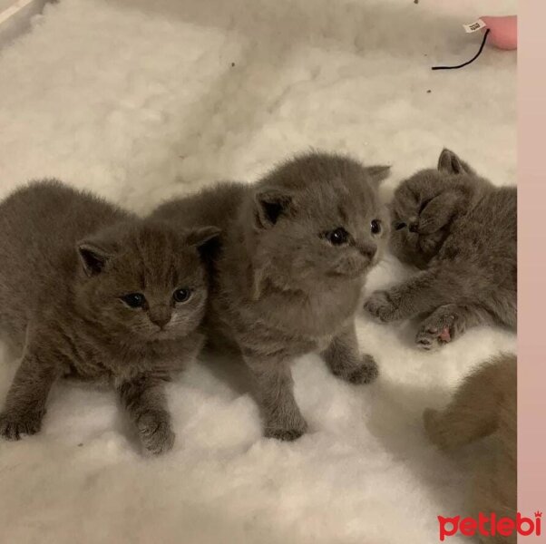 British Shorthair, Kedi  Ayıcık sürat fotoğrafı