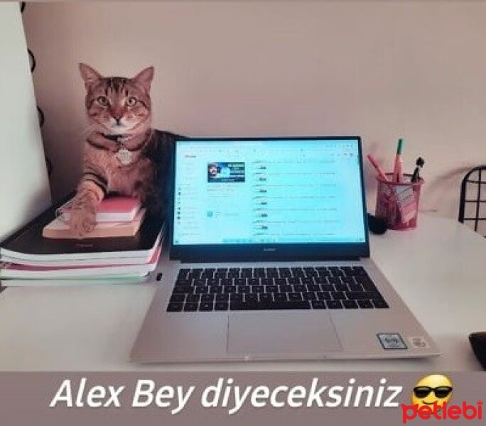 Tekir Kedi, Kedi  Alex fotoğrafı