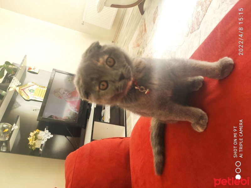 Scottish Fold, Kedi  Pati fotoğrafı