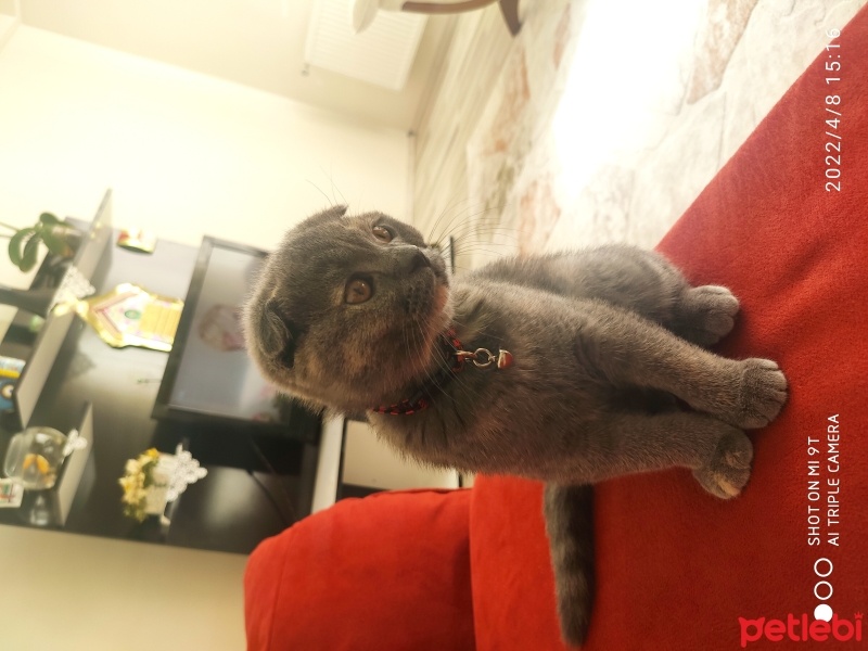 Scottish Fold, Kedi  Pati fotoğrafı