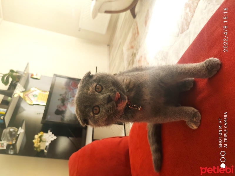Scottish Fold, Kedi  Pati fotoğrafı