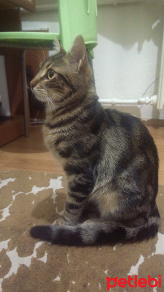 Tekir Kedi, Kedi  Fafi fotoğrafı