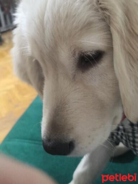 Golden Retriever, Köpek  Kurama fotoğrafı