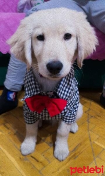 Golden Retriever, Köpek  Kurama fotoğrafı