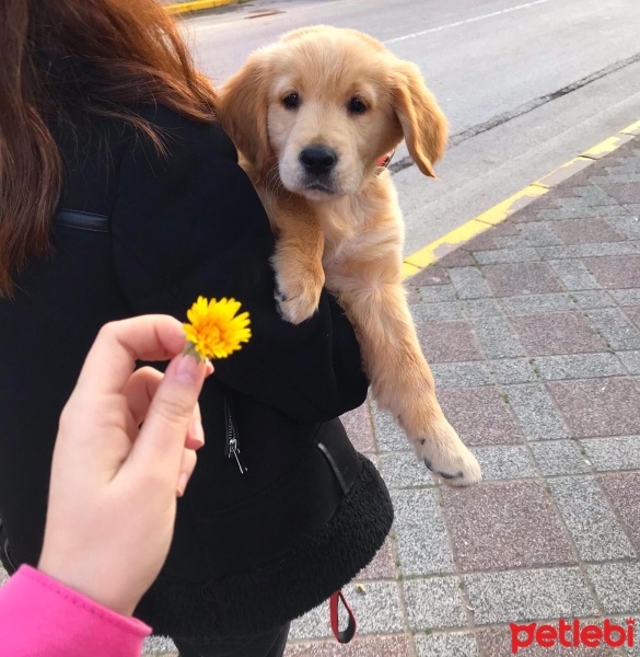 Golden Retriever, Köpek  Toby fotoğrafı