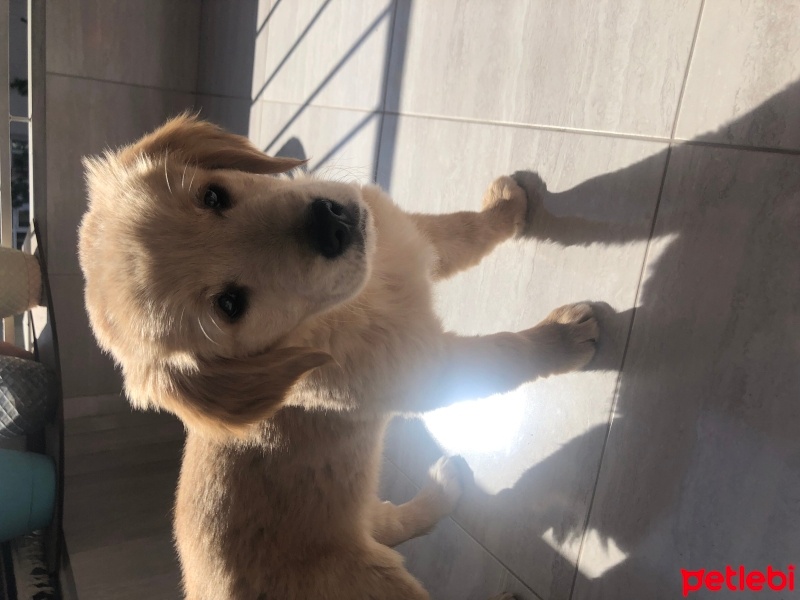 Golden Retriever, Köpek  Toby fotoğrafı