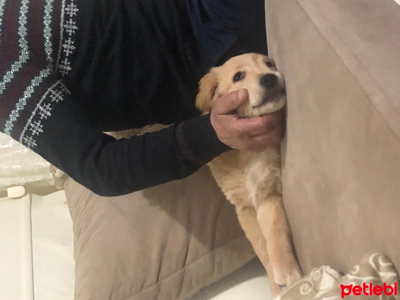 Golden Retriever, Köpek  Toby fotoğrafı