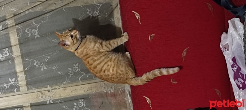 Sarman, Kedi  Boncuk fotoğrafı