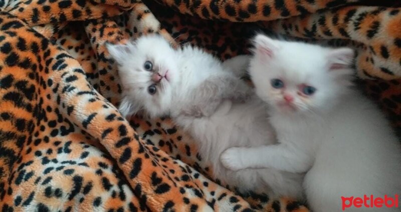 British Shorthair, Kedi  Yavru fotoğrafı