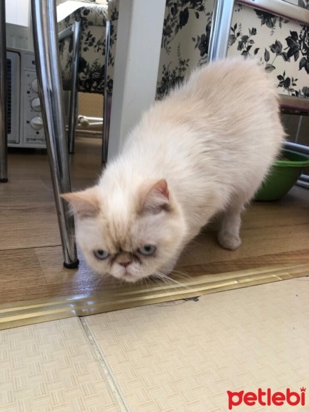 İran Kedisi (Persian), Kedi  Fıstık fotoğrafı