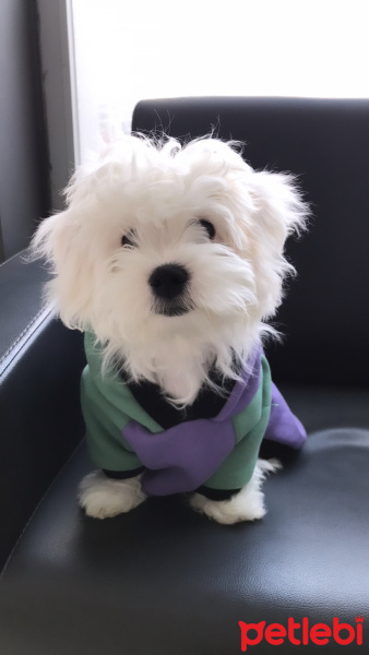 Maltese, Köpek  Maltesse fotoğrafı