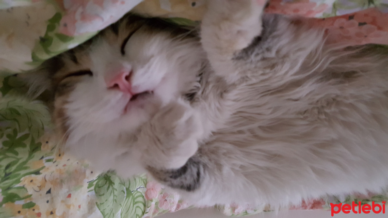 Sibirya Kedisi, Kedi  Pamuk fotoğrafı