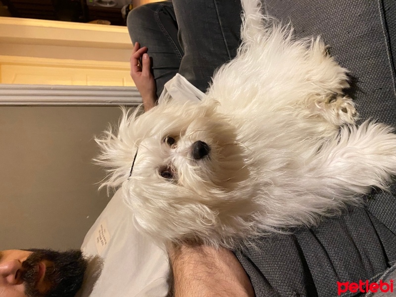 Maltese, Köpek  FİFİ fotoğrafı