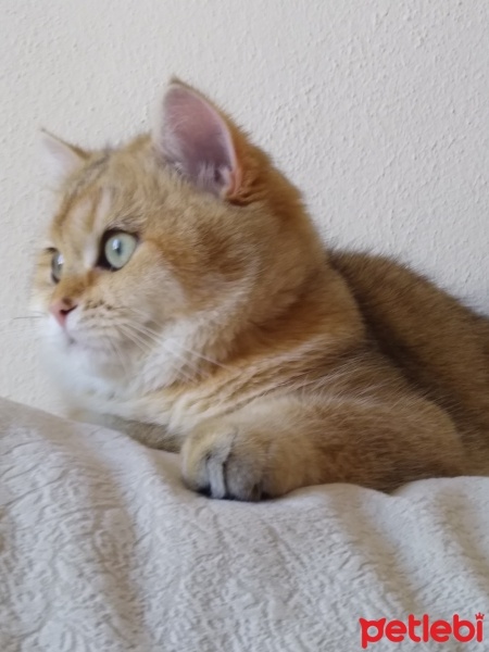British Shorthair, Kedi  Venüs fotoğrafı