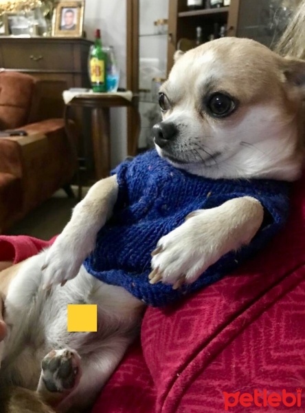 Chihuahua, Köpek  Rio fotoğrafı