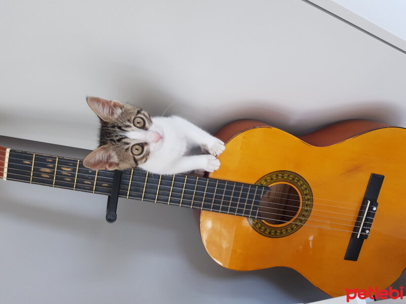 Tekir Kedi, Kedi  Ludo fotoğrafı