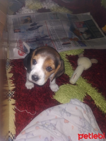 Beagle, Köpek  Lula fotoğrafı
